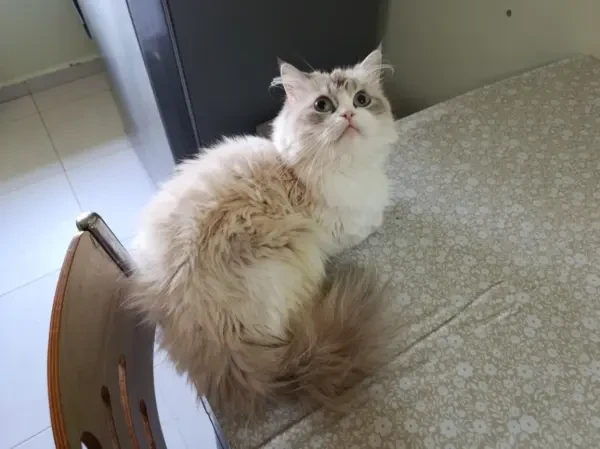 Chat persan femelle - 1
