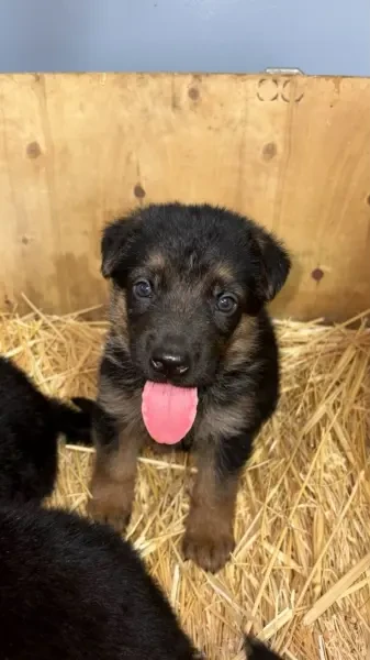 Chiot barger allemand - 1