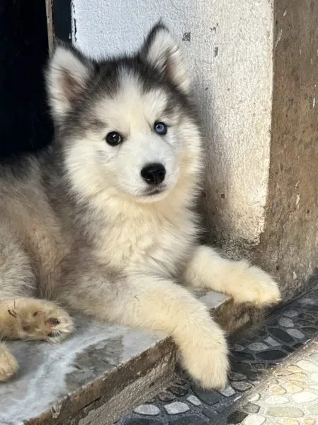 Chiot barger allemand - 1