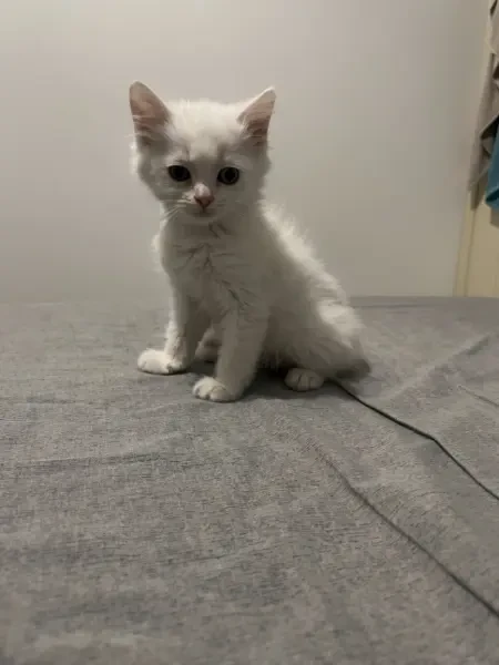 Chat persan blanc - 1