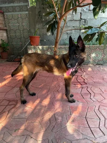 Chien malinois charbonné - 1