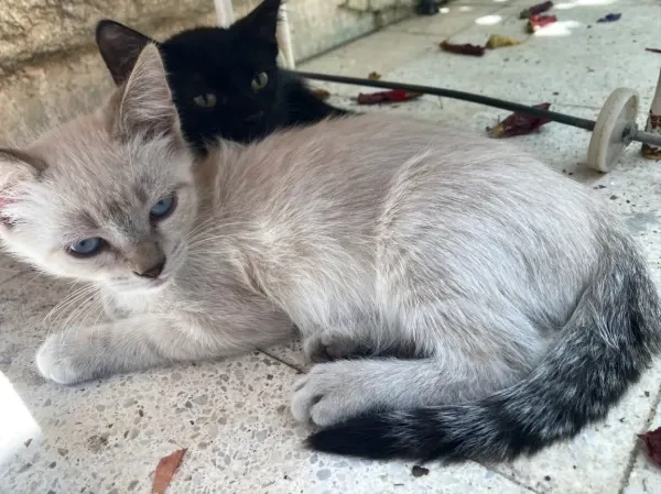Chatons persan croisés pour adopt - 1