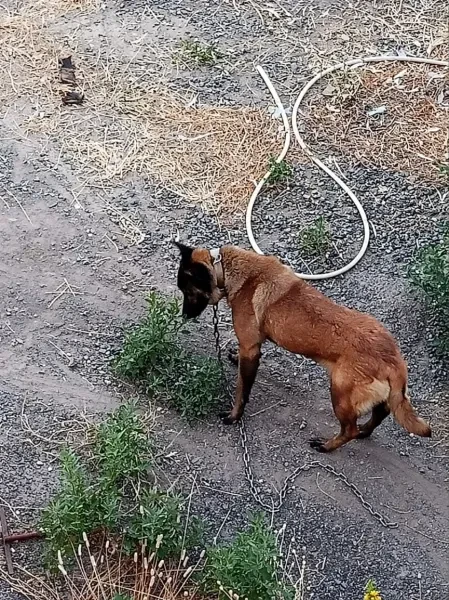 chienne Malinois - 1