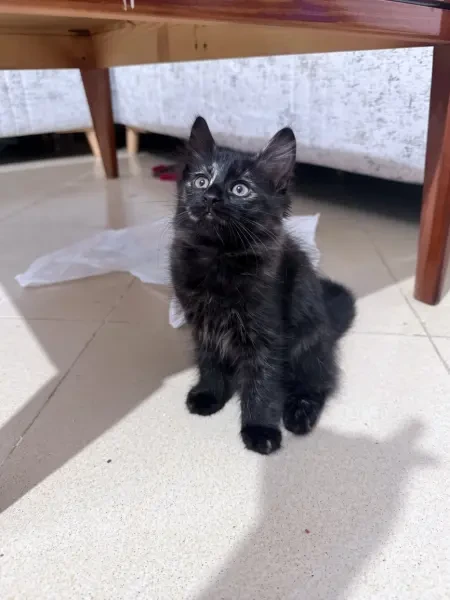 chatons - 1