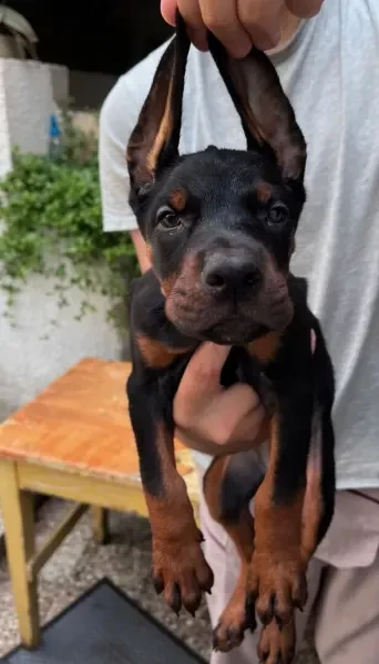 Chiots Doberman - 1