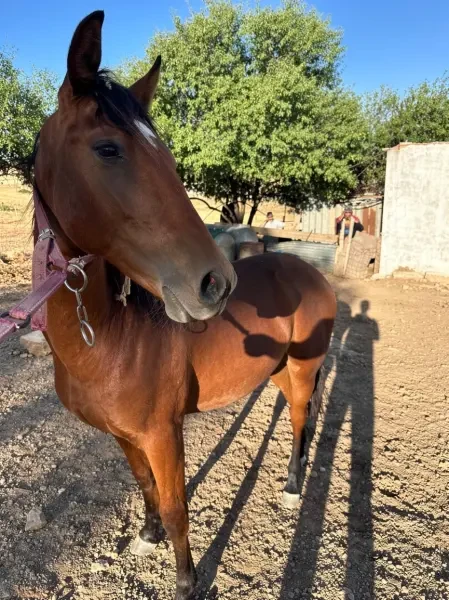 Cheval de Barbarie de pure race - 1