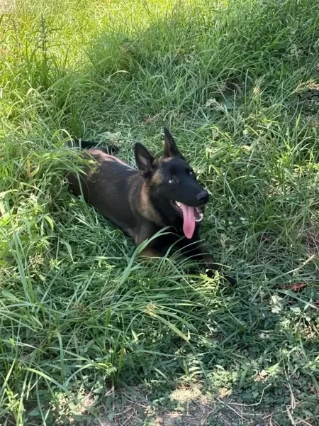Malinois charbonnier a vendre - 1