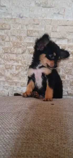Chien chihuahua - 1
