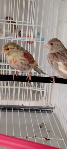 Des couple canari jasp 2026 - 1