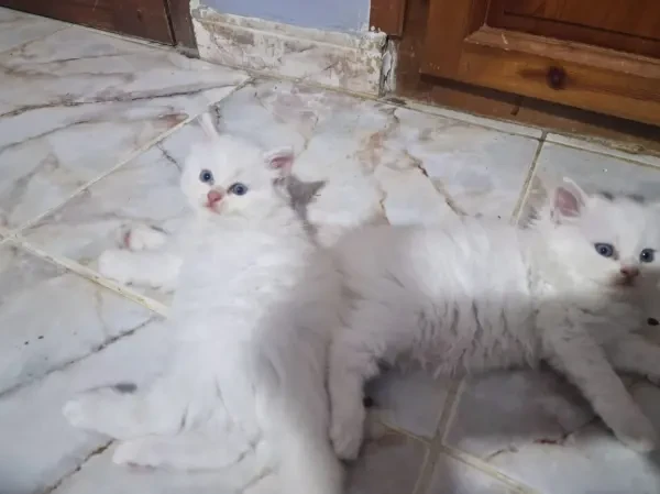 Persan chinchilla - 1