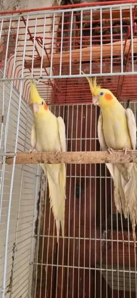 03 clopsite lotino adult wajdin l - 1