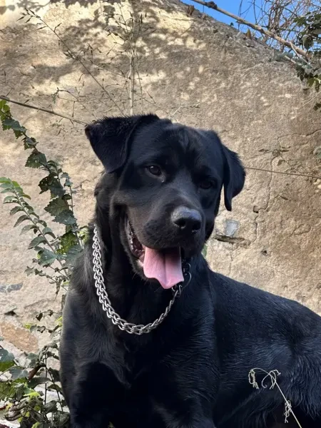 rottweiler allemand - 1