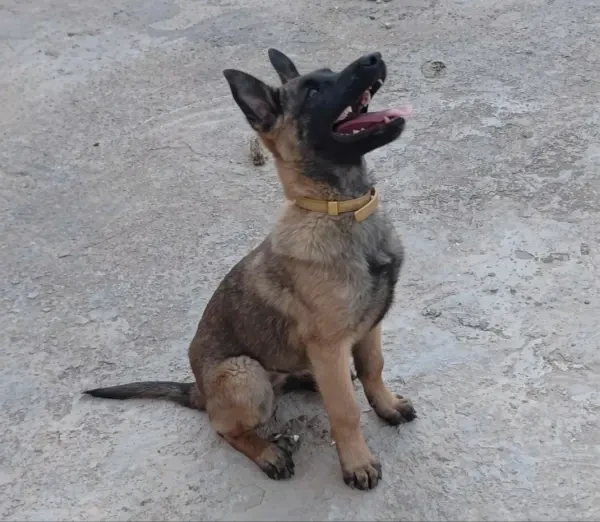 Malinois pure sang - 1