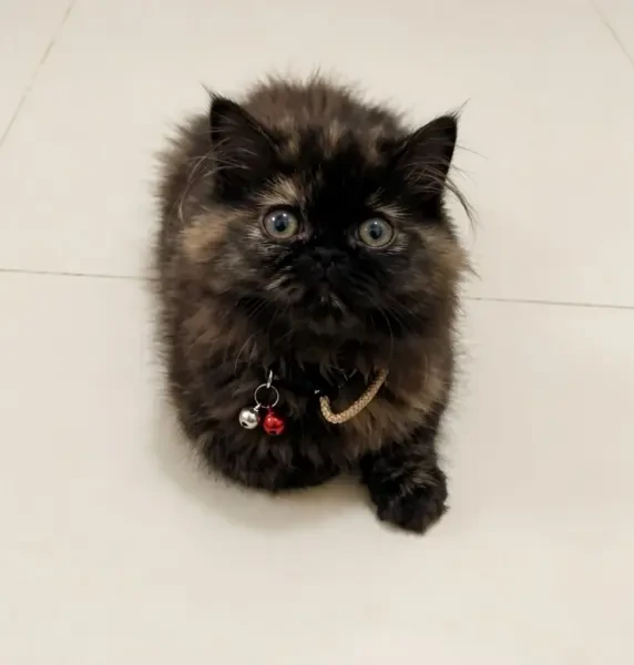 Chat Persan Femelle - 1