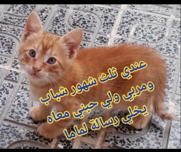 Chaton orange adorable - 1