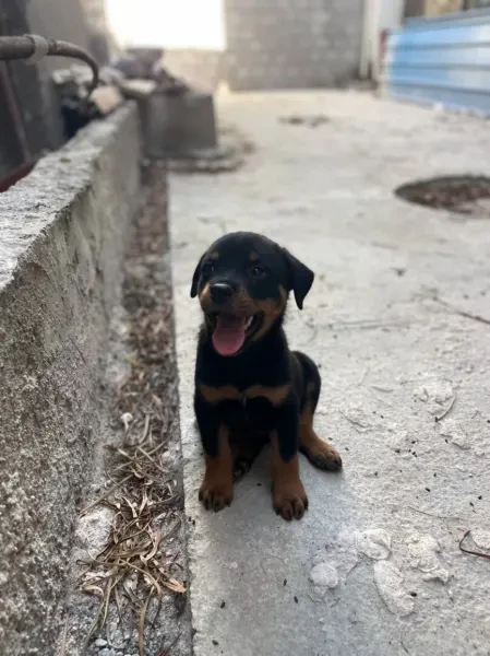 Rottweiler serbie timit tor - 1