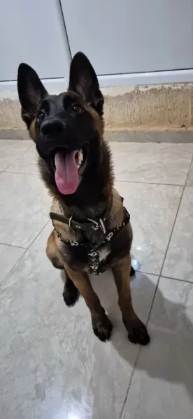 Magnifique chiot Berger Belge - 1
