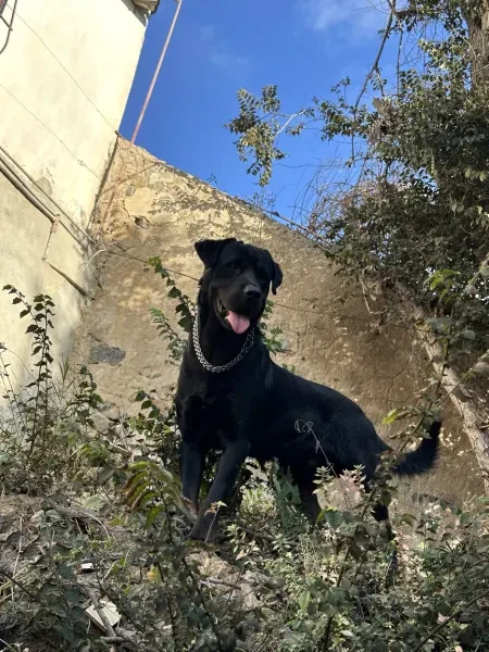 Rottweiler - 1