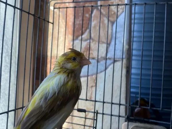 Canari panachi - 1