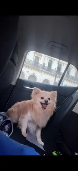 Chihuahua croisé à poil long - 1