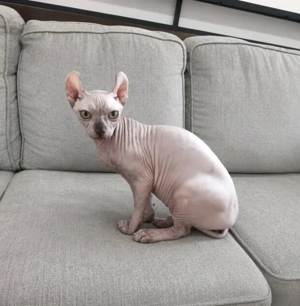 Sphynx canadien de pure race - 1