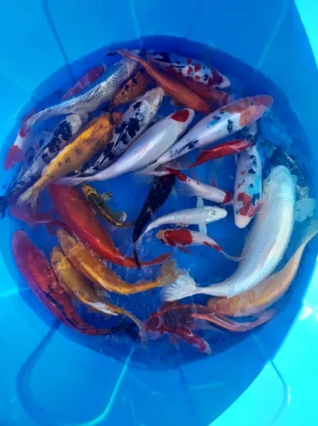 Poisson koi et comète - 1