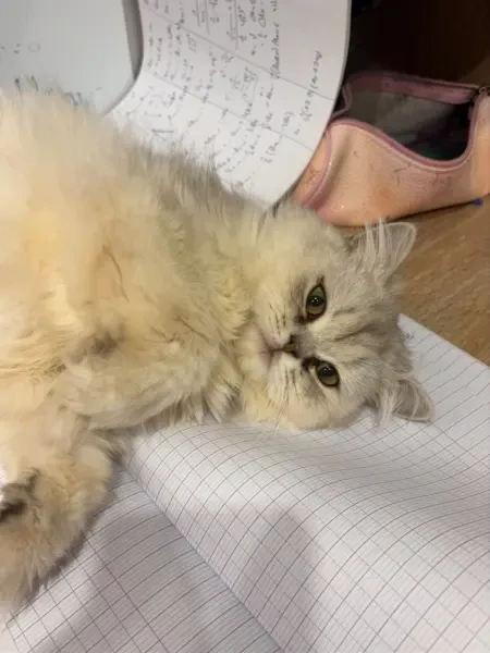 Chat persan - 1