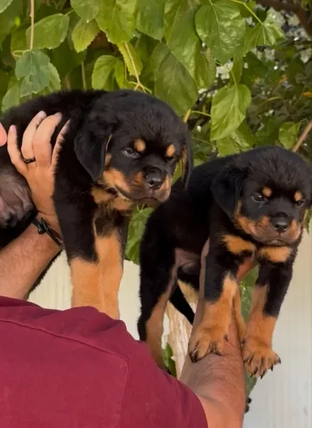 Rottweiler - 1