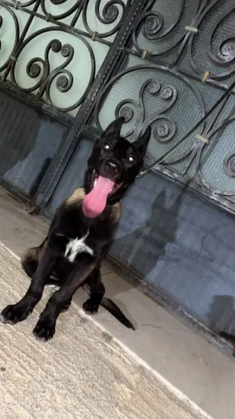 Chiot malinois - 1