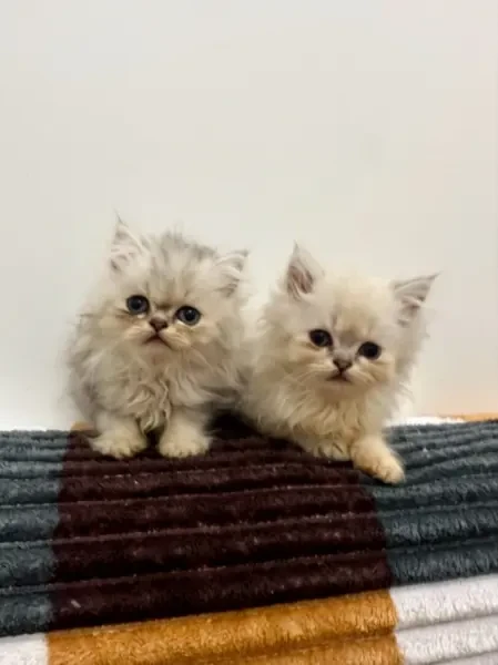 Chat persan - 1