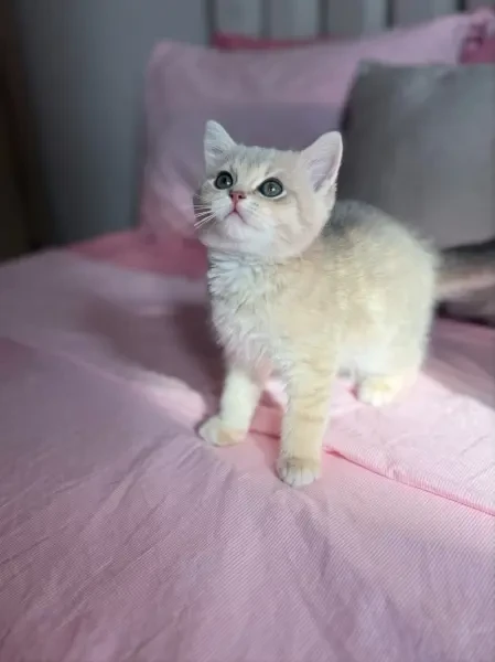 Chat britishshorthair & Scottish - 1