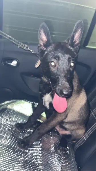 Chiot malinois charboné - 1