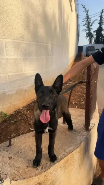 Chiot malinois charboné femelle 2 - 1