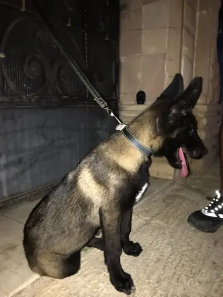 Chiot malinois charboné - 1