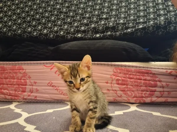 Chat à adopter - 1