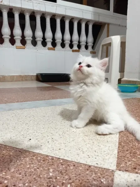 chaton persan - 1