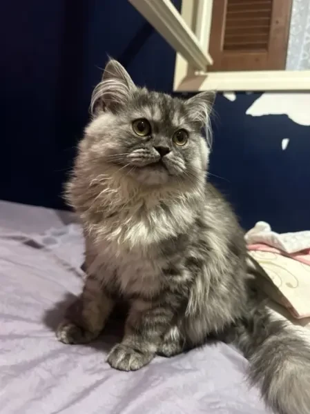 CHATON PERSAN CHINCHILLA CHAT 4 M - 1