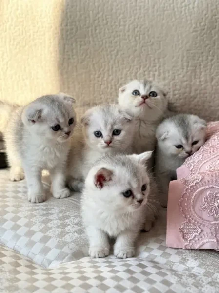 Scotish fold et british chatons - 1