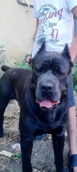 Cani corso+ Rottweiler - 1