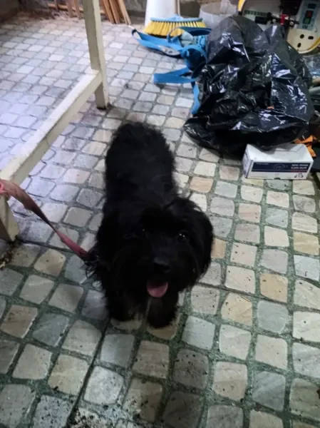 Femelle bichon - 1