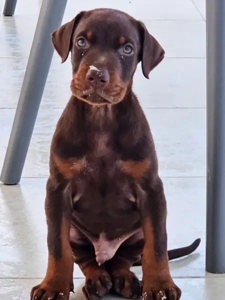 mal doberman age de 40 jour - 1