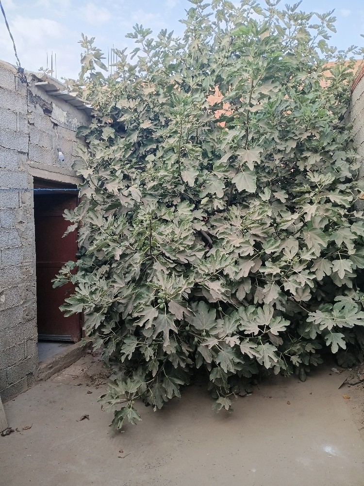 منزل للبيع - 3