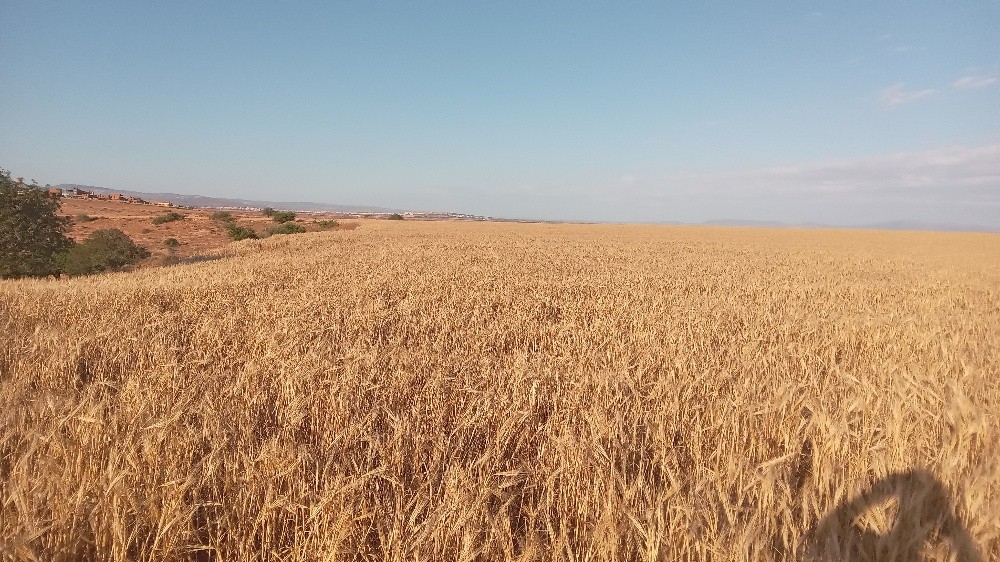 terrain agricol - 3
