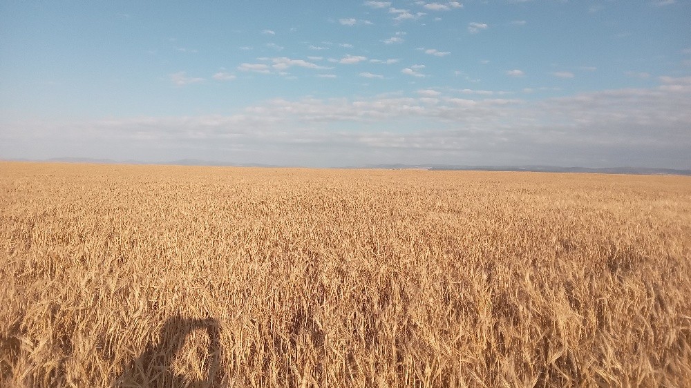 terrain agricol - 4