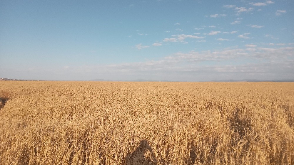 terrain agricol - 5