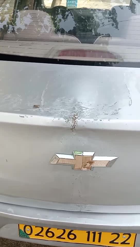 سايل شوفرولي - 1