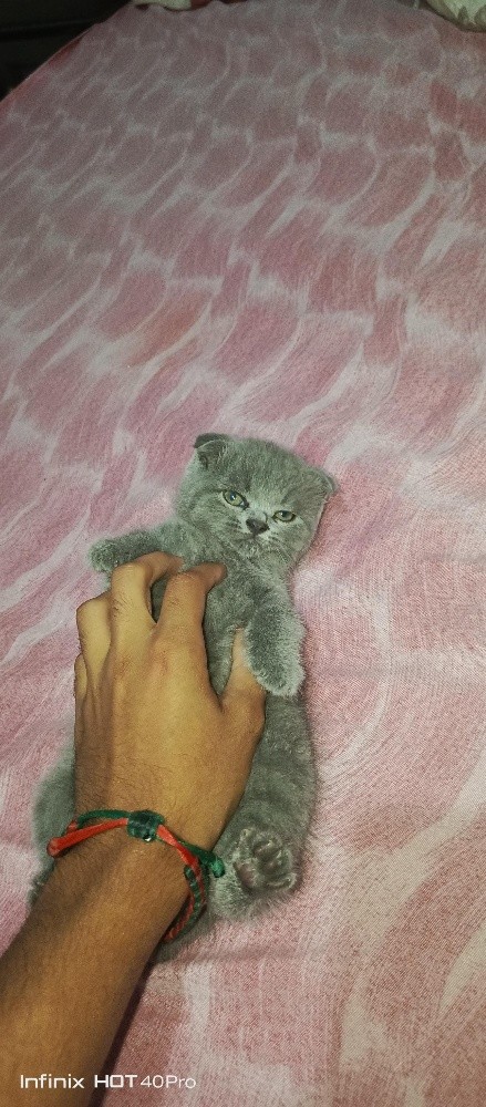 Chat scottish fold - 4