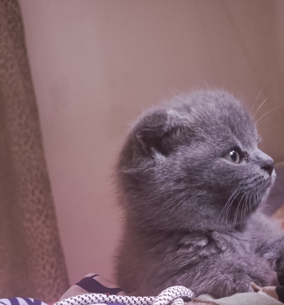 Chat scottish fold - 2