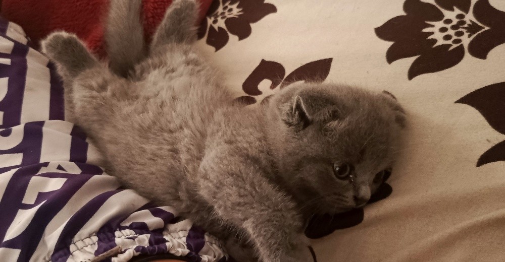 Chat scottish fold - 3