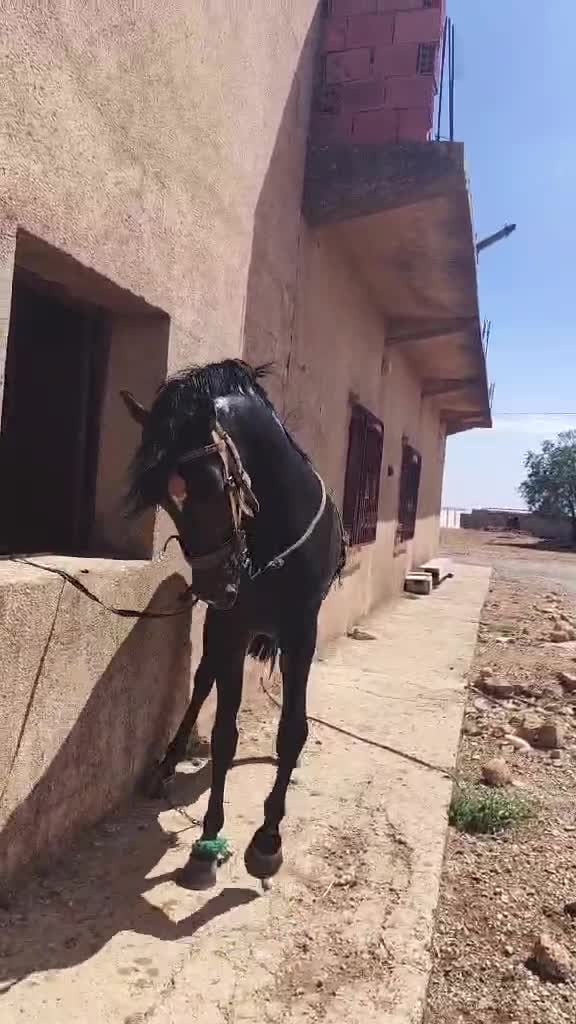 مهر شباب - 1